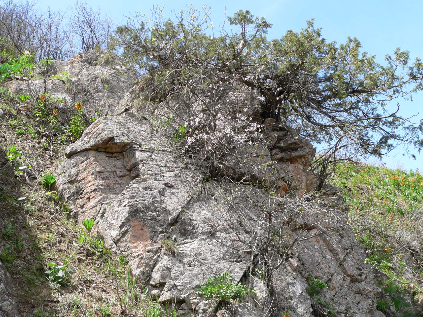 Кондара, image of landscape/habitat.