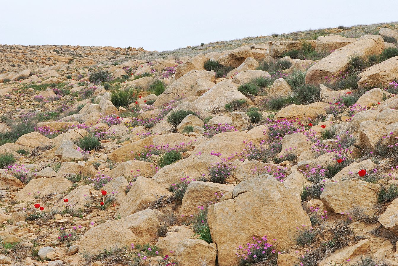 Негев, image of landscape/habitat.