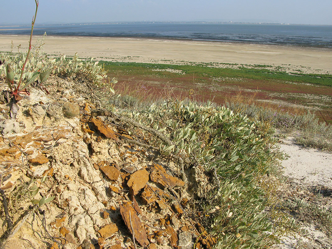 Витязевский лиман, image of landscape/habitat.