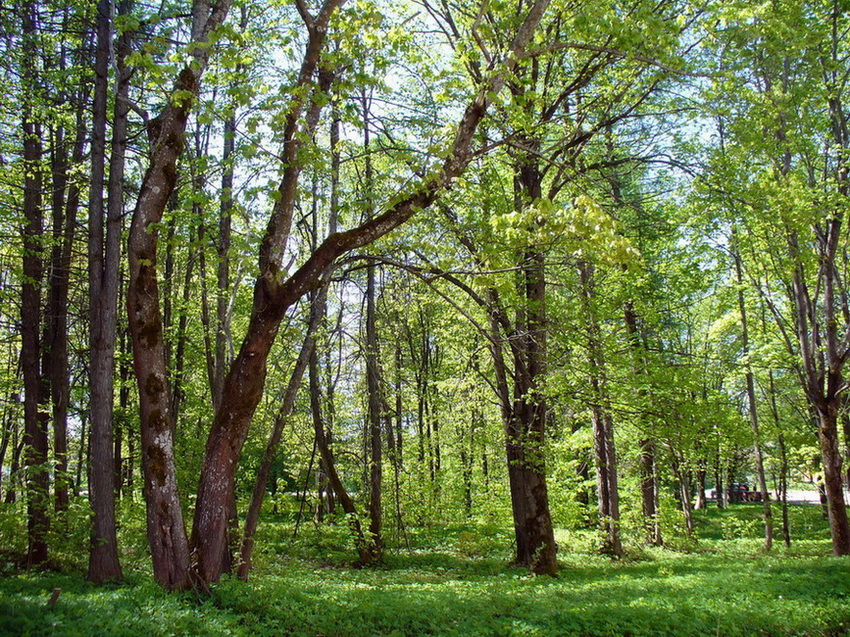 Борисоглебский, image of landscape/habitat.