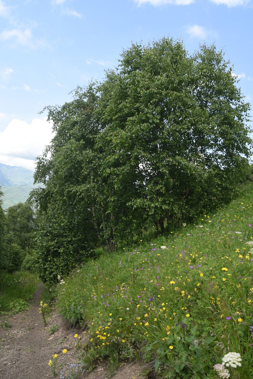 Хиндушты, image of landscape/habitat.