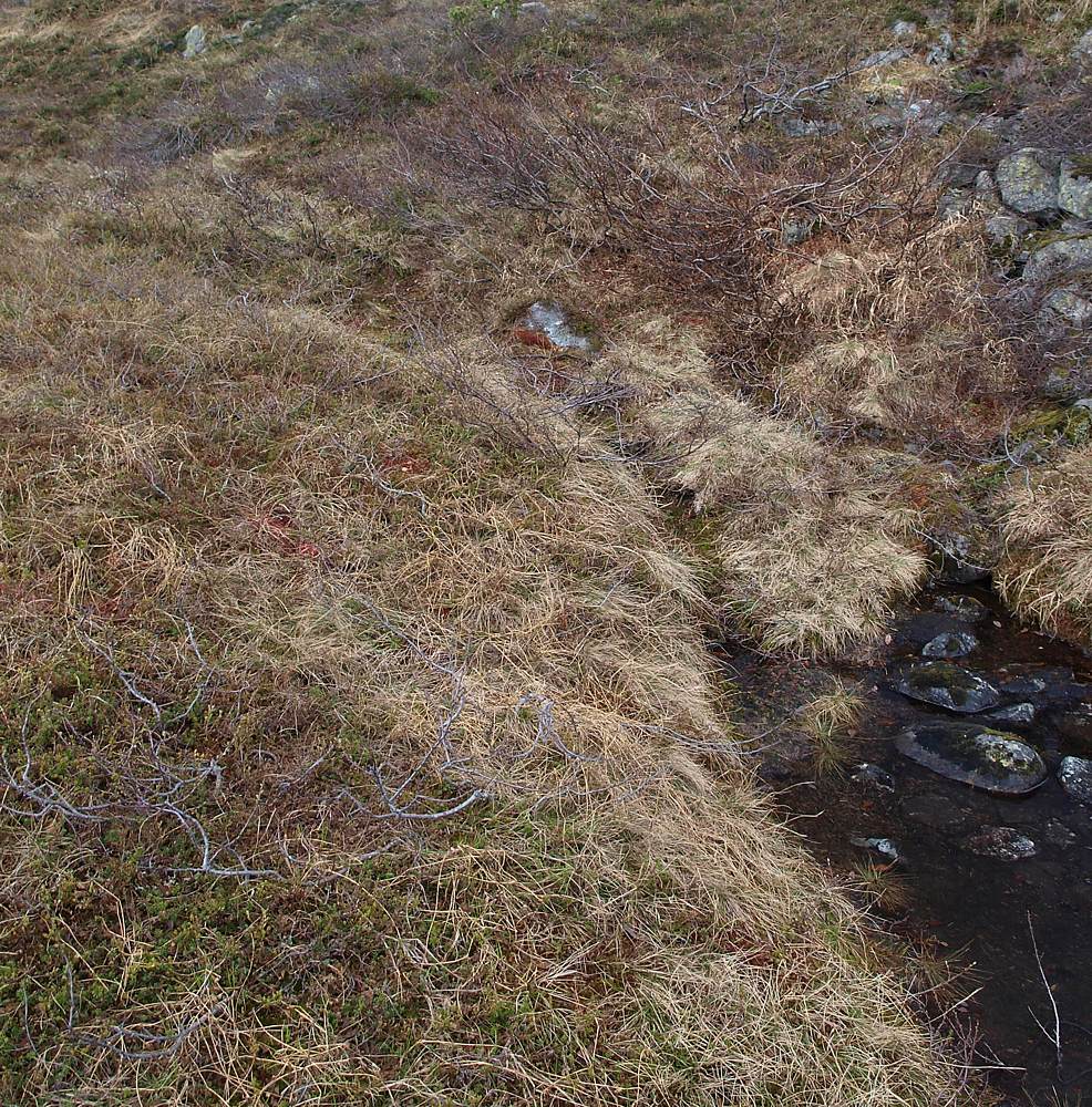 Лувеньгские Тундры, image of landscape/habitat.