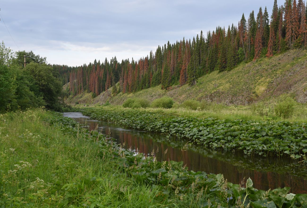 Река Нязя, image of landscape/habitat.