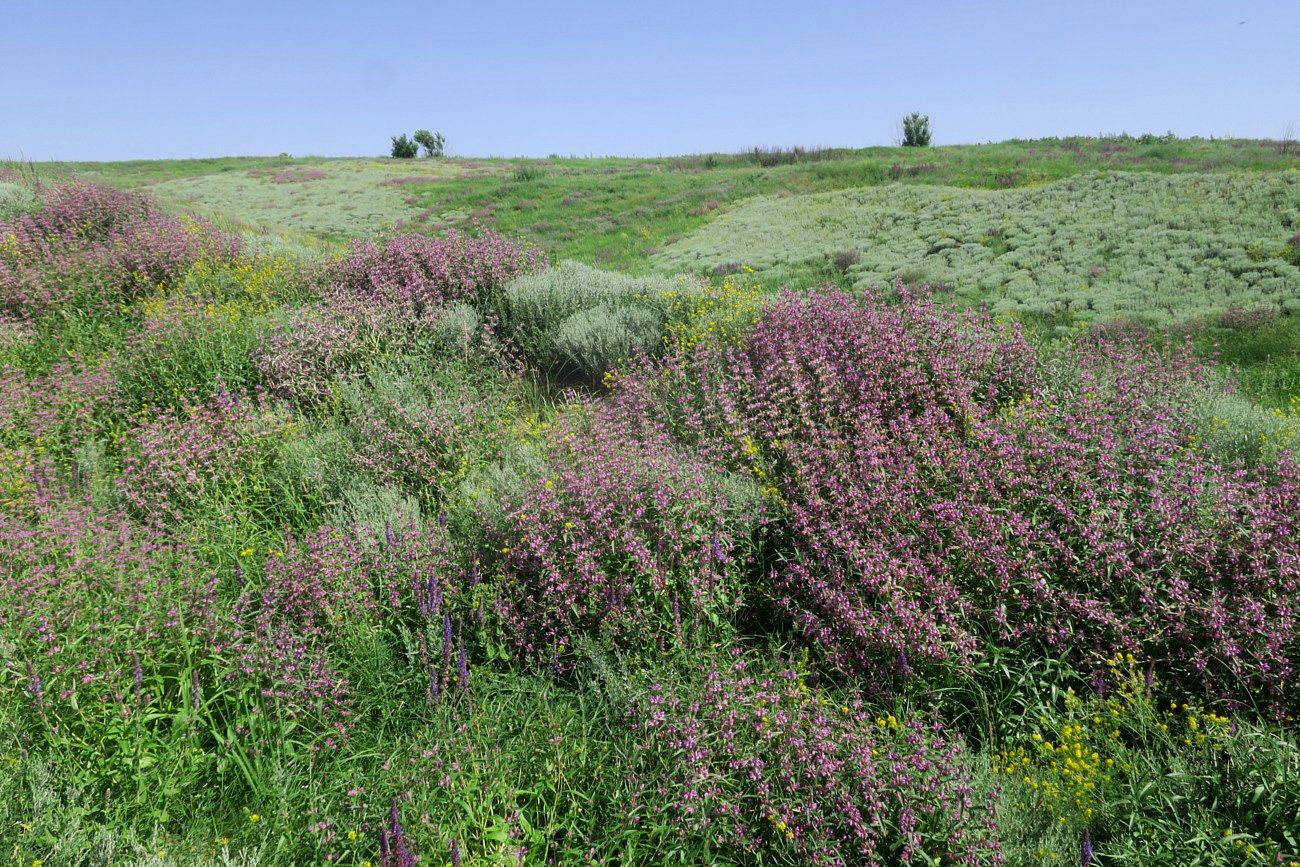 Вергунский Разъезд, image of landscape/habitat.