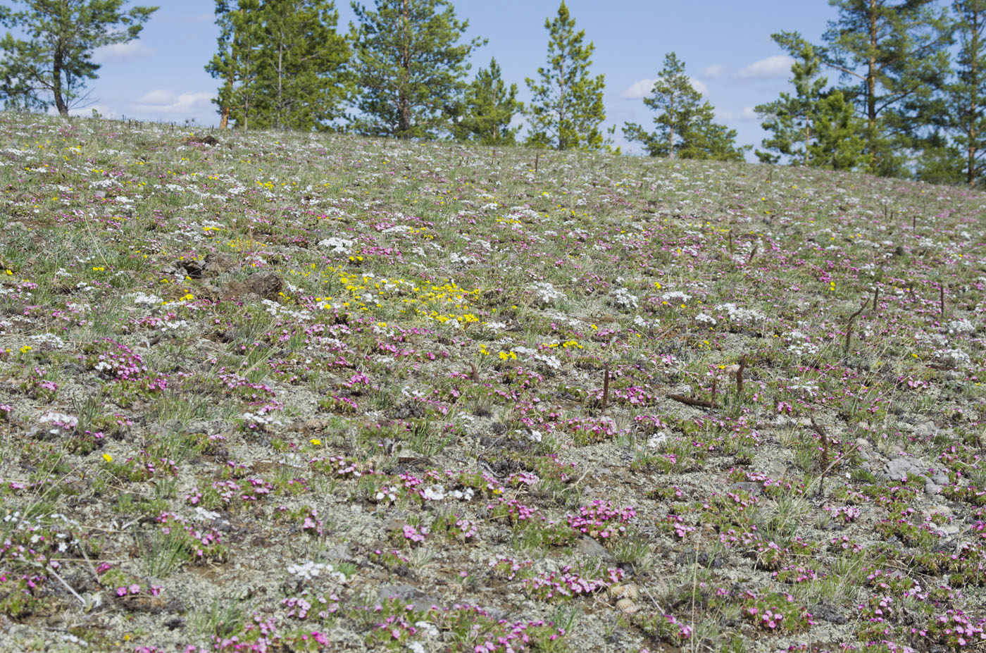 Цветущая сопка, image of landscape/habitat.