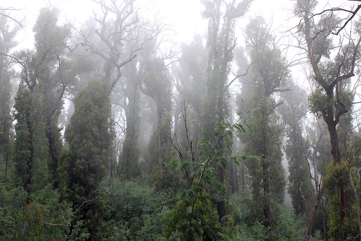 Хребты Ярра, image of landscape/habitat.