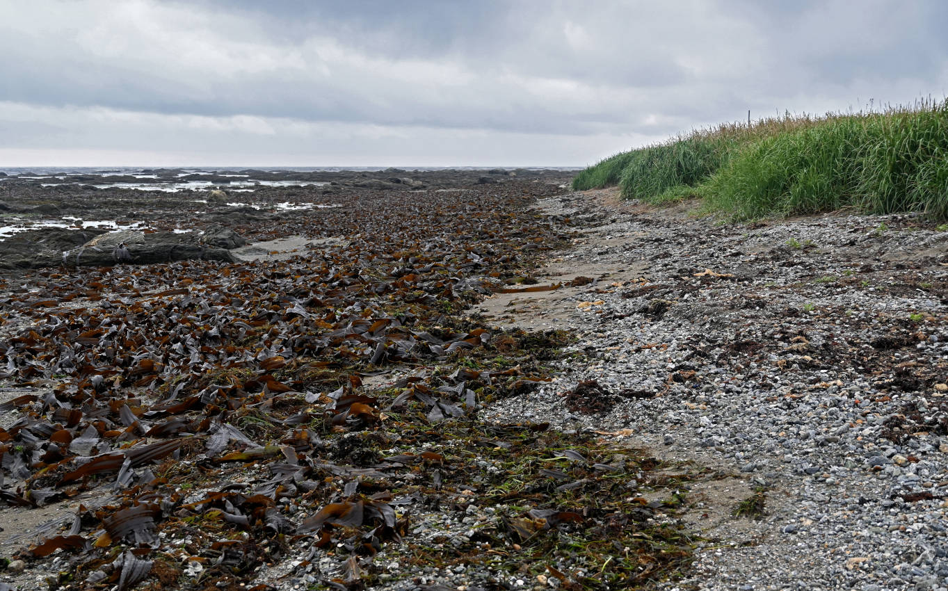 Янтарный пляж, image of landscape/habitat.