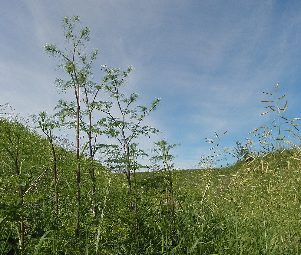 Калмыцкий Яр, image of landscape/habitat.