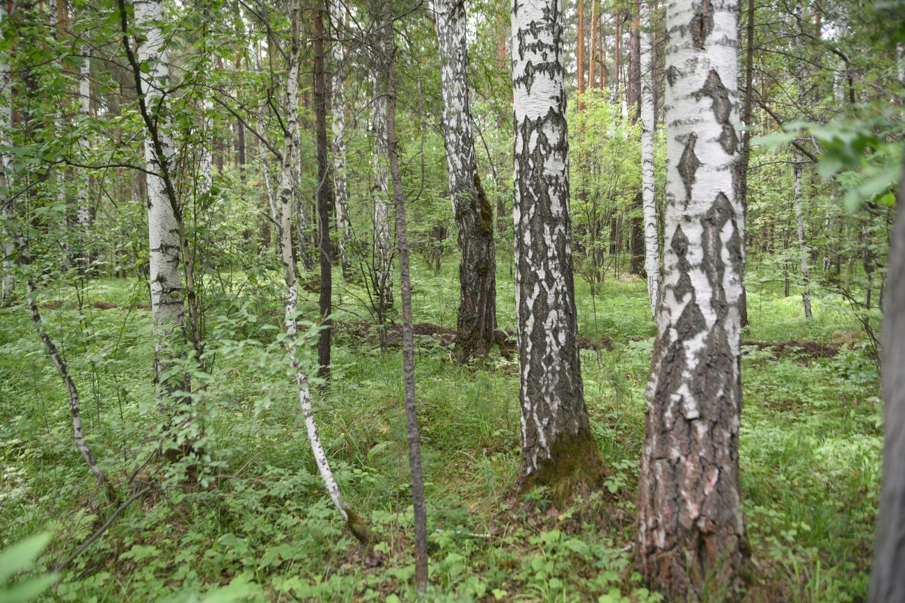 Малый Шихан и окрестности, image of landscape/habitat.