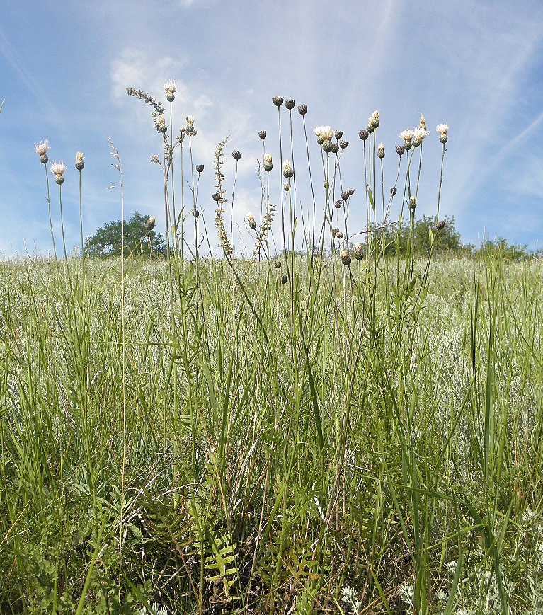 Калмыцкий Яр, image of landscape/habitat.