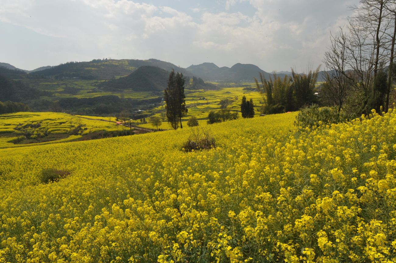 Окрестности водопада Цзюлун, image of landscape/habitat.