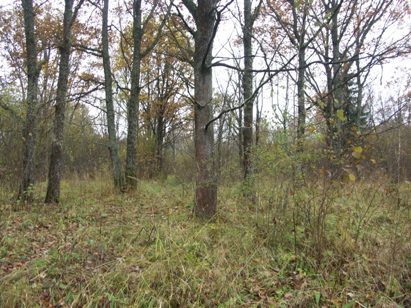 Верховья реки Шингарки, image of landscape/habitat.