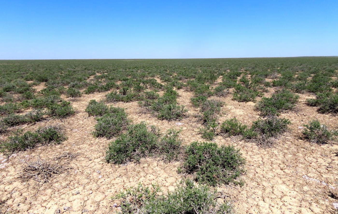 Западная Бетпак-Дала, image of landscape/habitat.