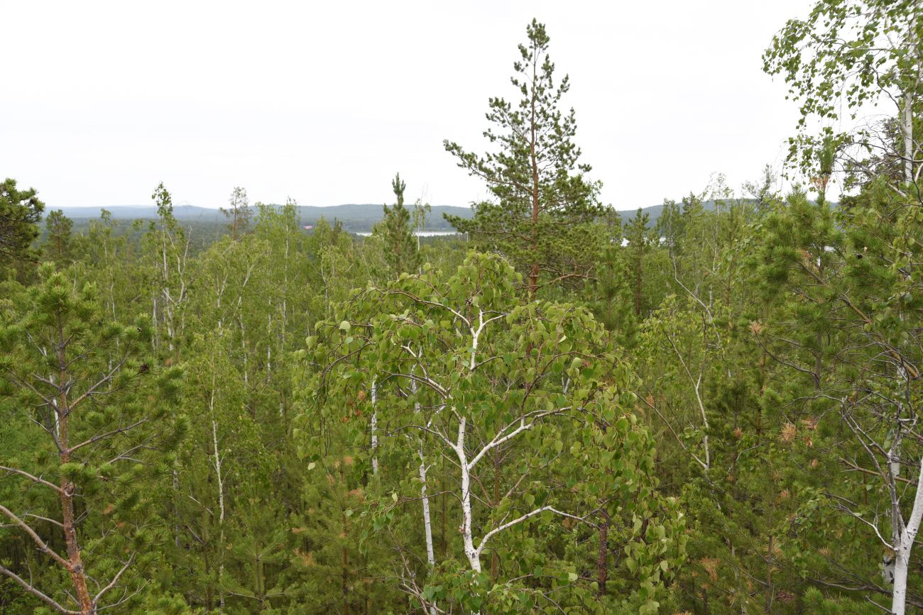 Малый Шихан и окрестности, image of landscape/habitat.