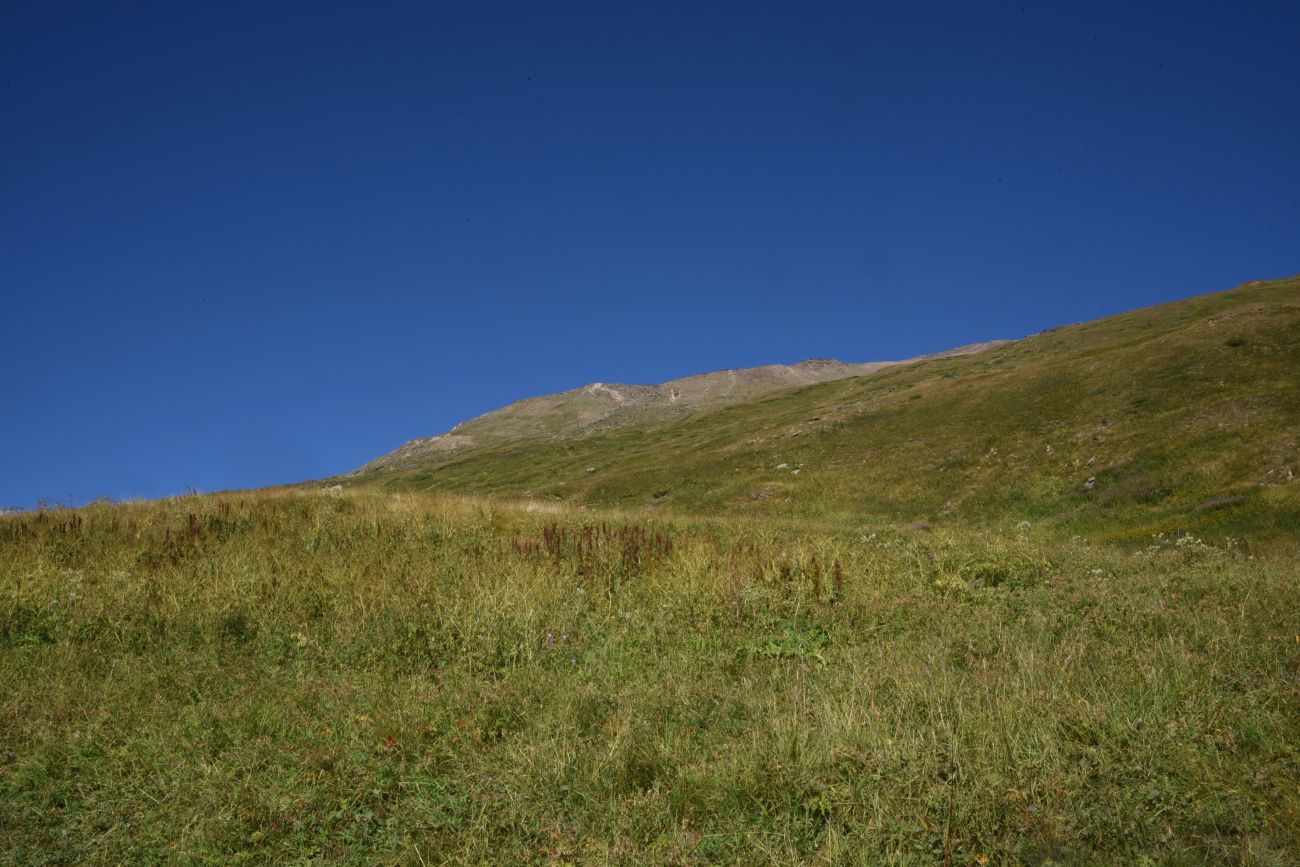 Восточный склон горы Чегет, image of landscape/habitat.