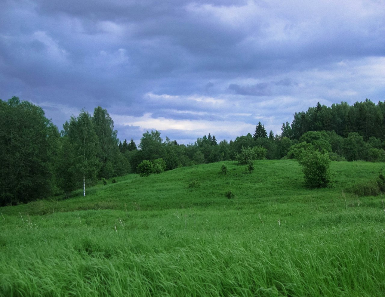 Чистое и окрестности, image of landscape/habitat.