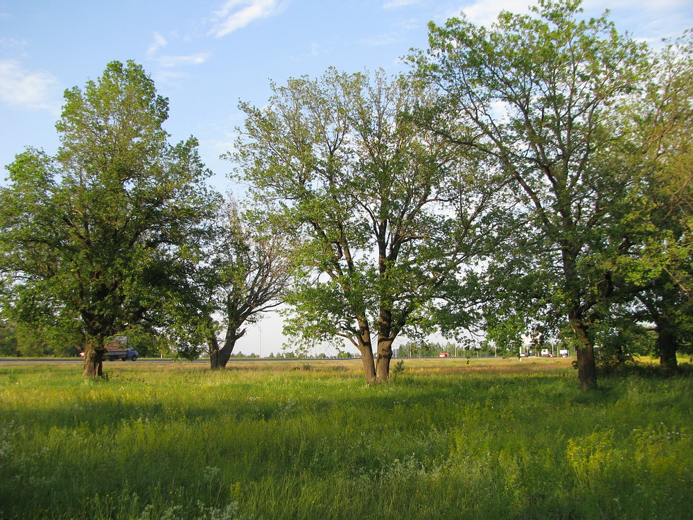 Окрестности Раифы, image of landscape/habitat.