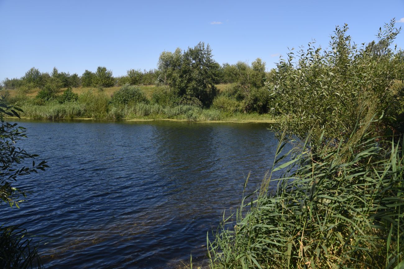 Бегичевский лес, image of landscape/habitat.