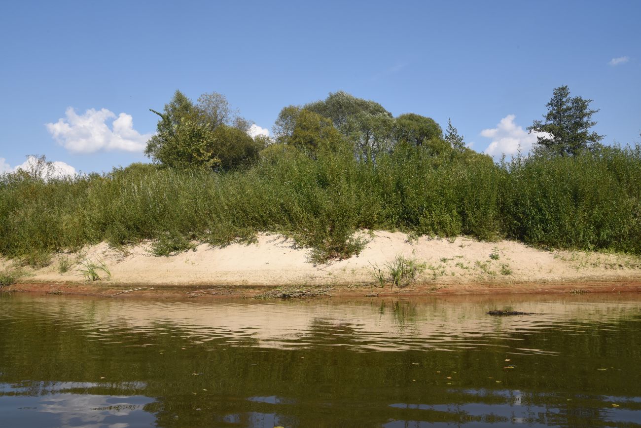 Устье безымянного ручья, image of landscape/habitat.