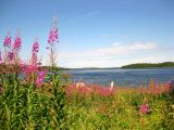 Нильмогуба и окрестности, image of landscape/habitat.