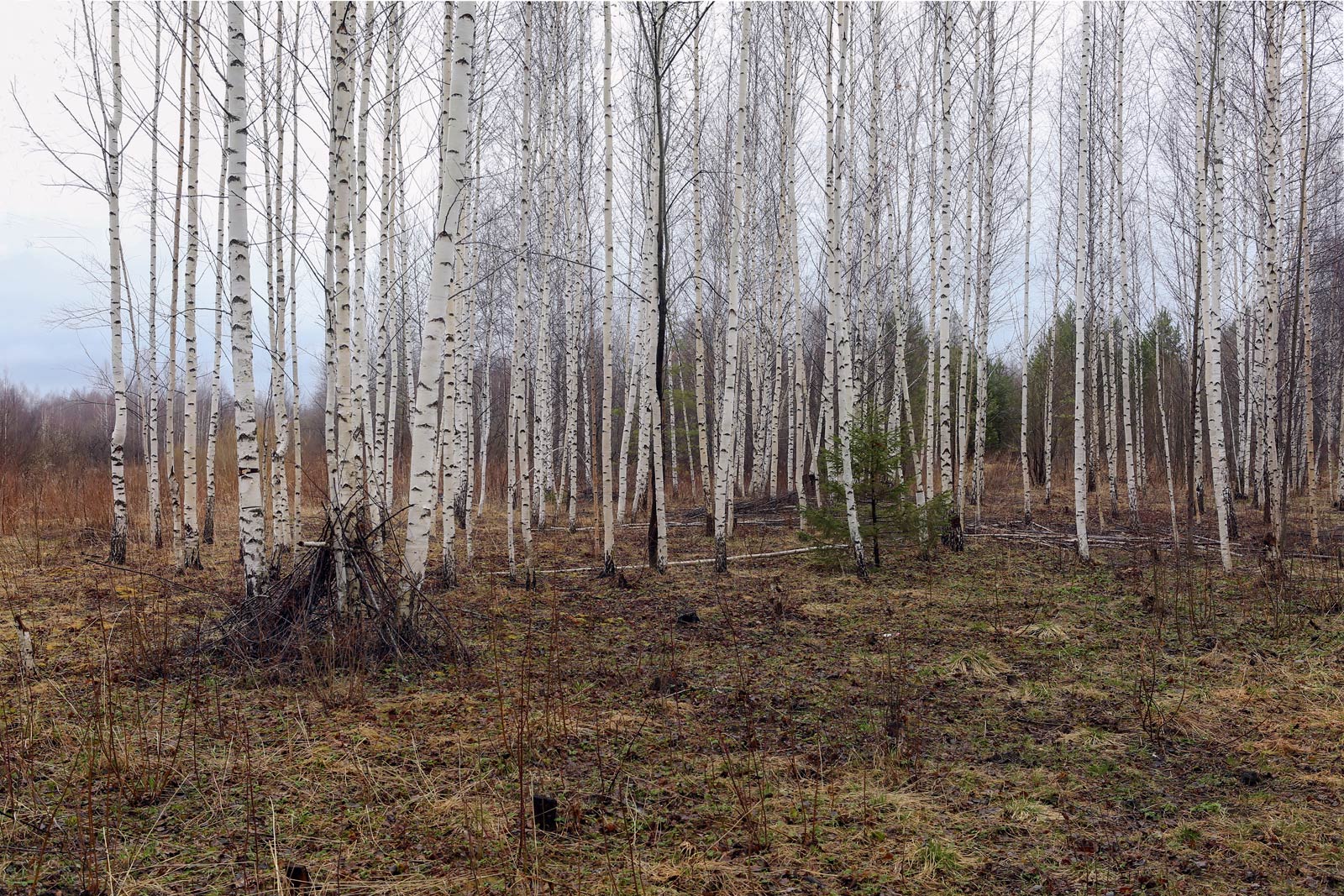 Закамск, image of landscape/habitat.