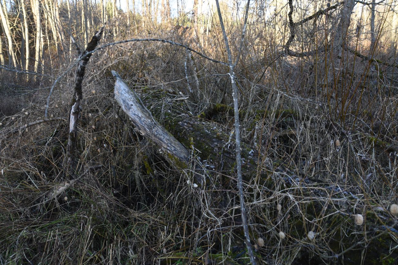 Вокруг хутора учителей Дёшиных, image of landscape/habitat.