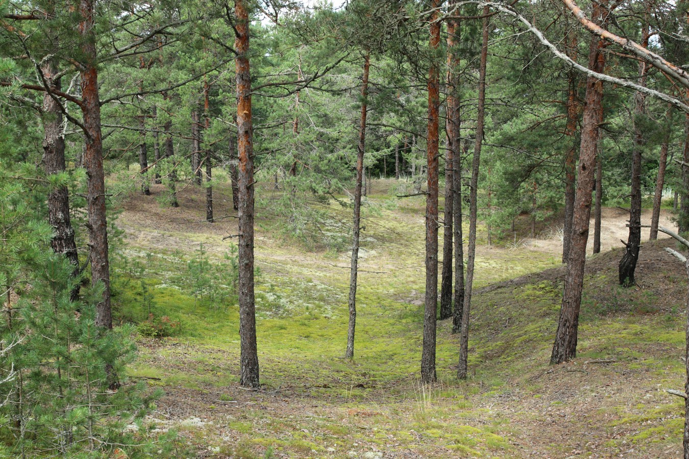 Окрестности деревни Выбье, image of landscape/habitat.