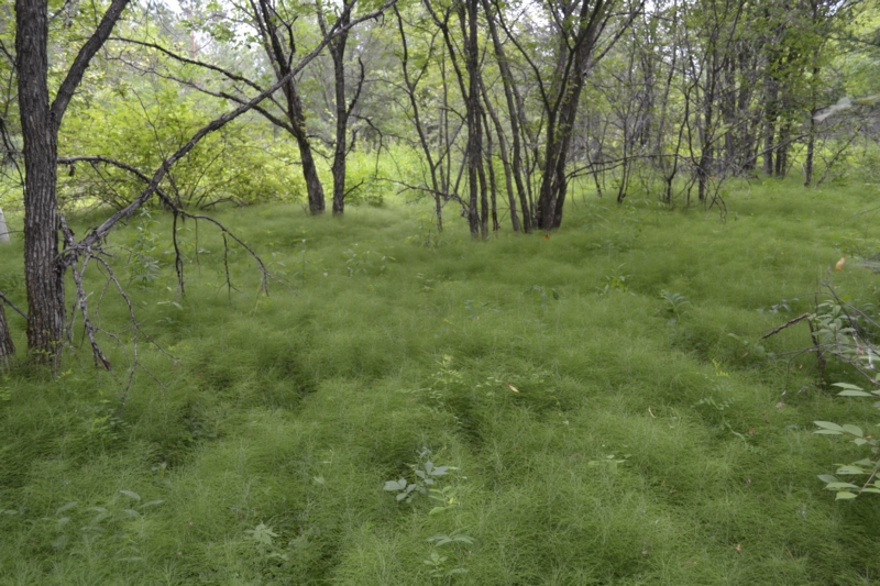 Усть-Стрелка и село Покровка, image of landscape/habitat.