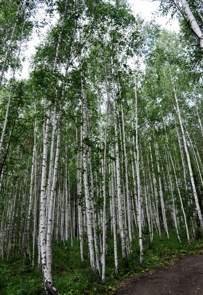 Гора Сугомак, image of landscape/habitat.