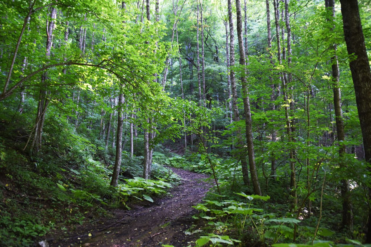 Долина ручья Сюк, image of landscape/habitat.