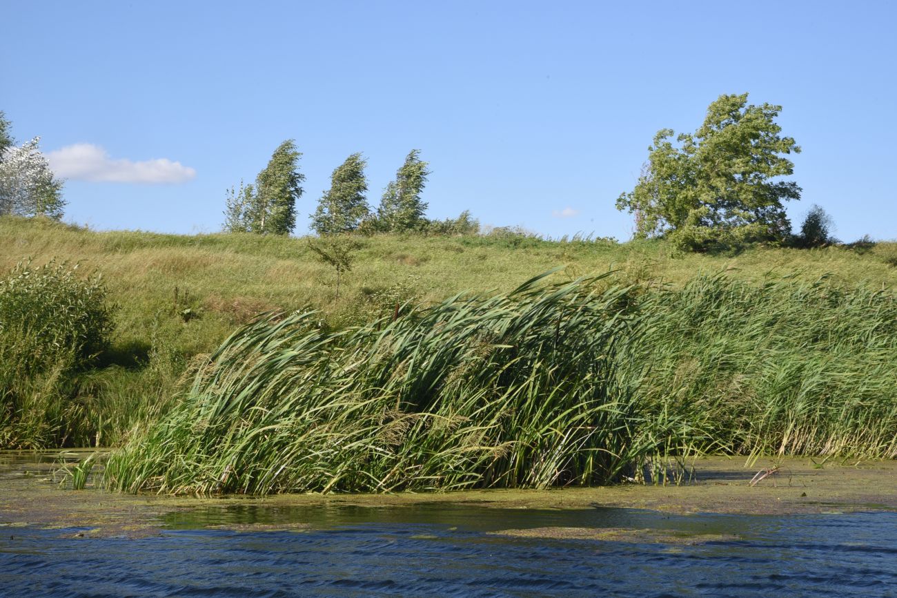 Грибоедово, image of landscape/habitat.