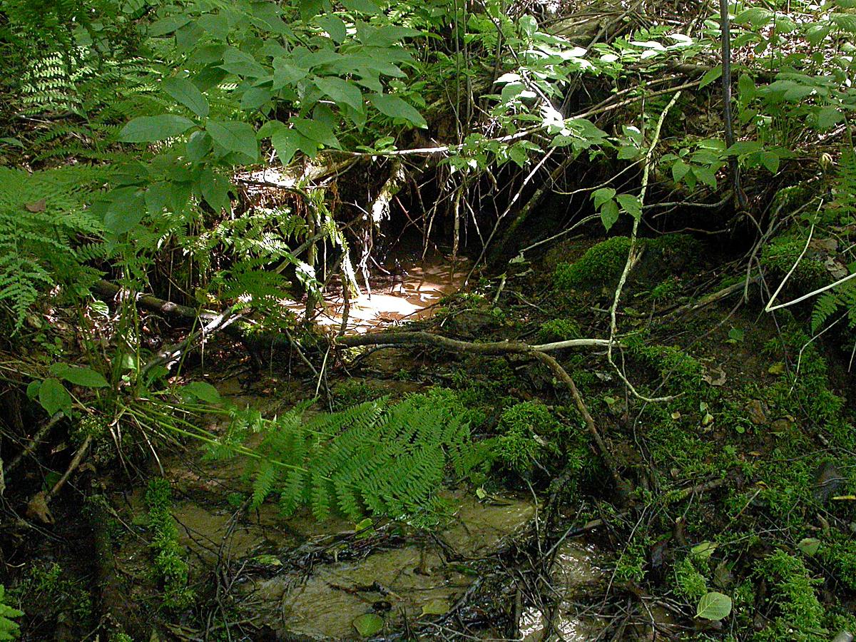 Зеркальное, image of landscape/habitat.