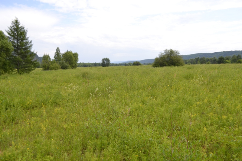 Усть-Стрелка и село Покровка, image of landscape/habitat.