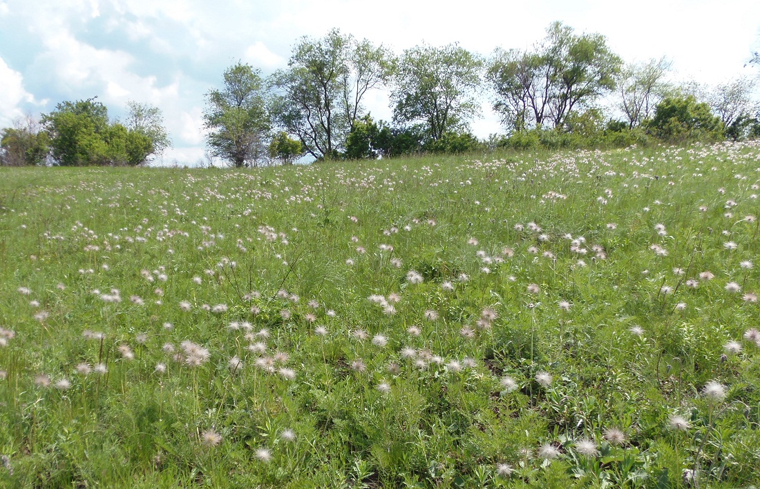 Поля ИМК и прилегающие территори, image of landscape/habitat.