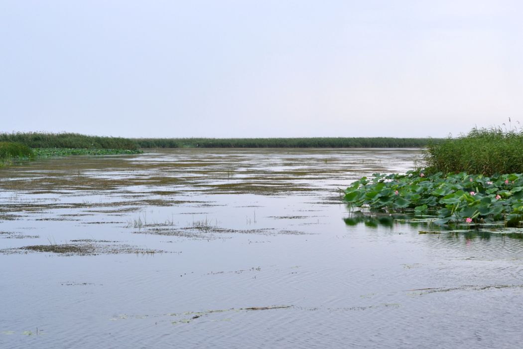 Дельта (нижняя зона), image of landscape/habitat.