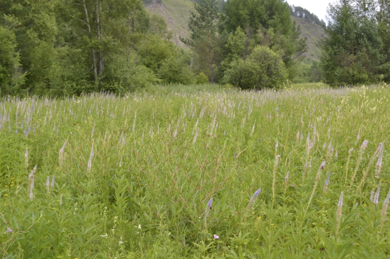 Усть-Стрелка и село Покровка, изображение ландшафта.