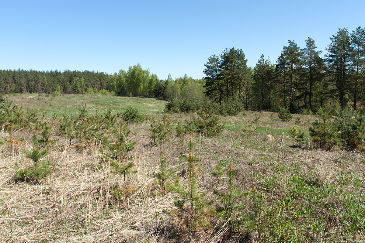 Залежь у Тиханово, image of landscape/habitat.