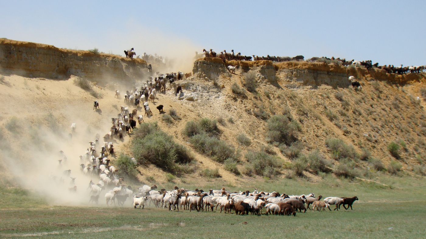 Байконур, image of landscape/habitat.