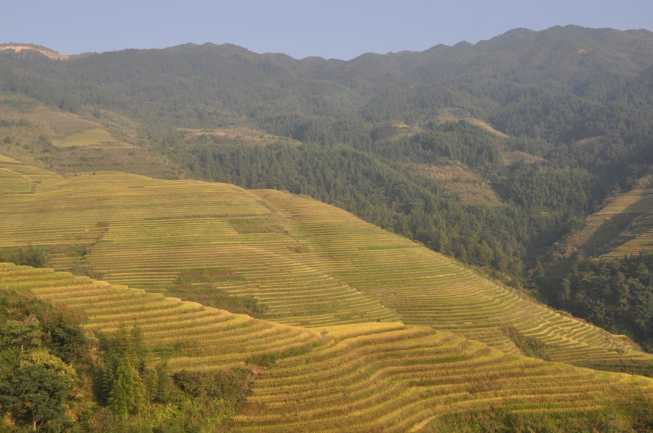 Рисовые террасы Дажай, image of landscape/habitat.