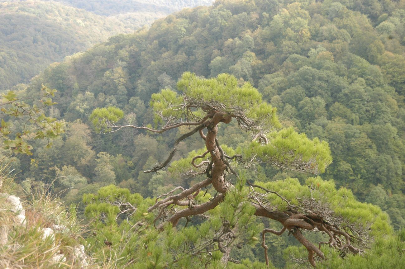 Орлиные скалы (Сочи), image of landscape/habitat.