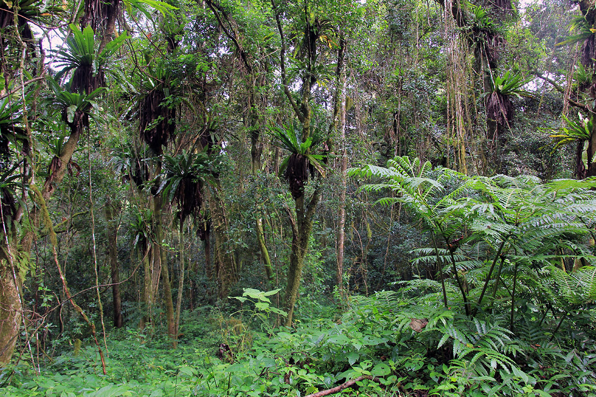 Янтарная гора, image of landscape/habitat.