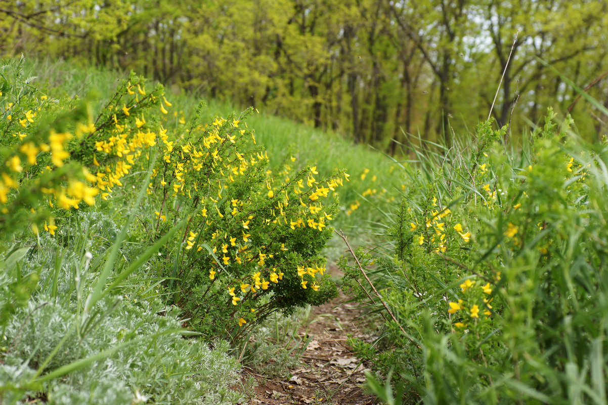 Балка Бирючья, image of landscape/habitat.