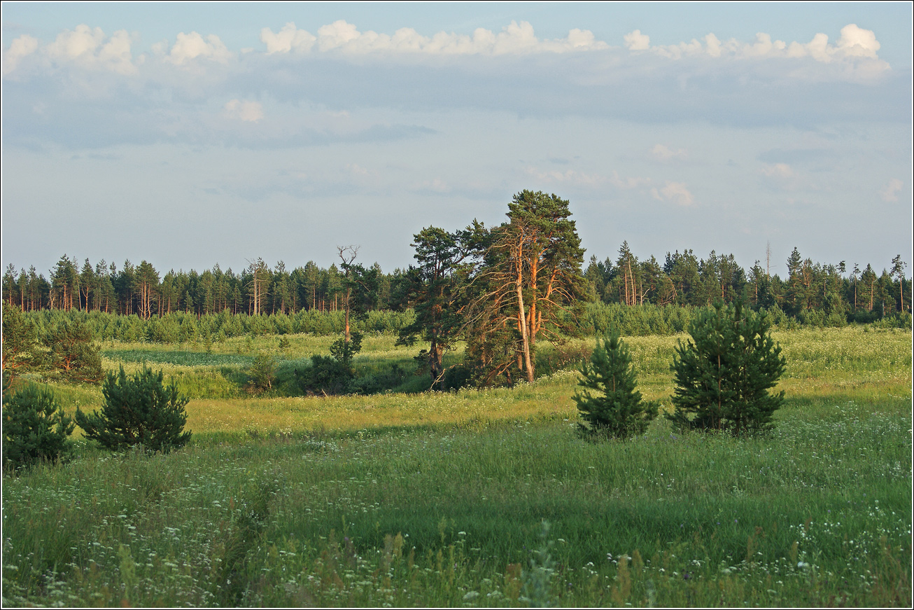 Лесничество «Красный Маяк», image of landscape/habitat.