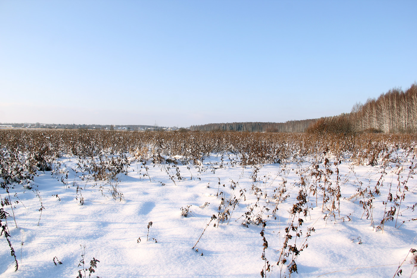 Нерехта, image of landscape/habitat.