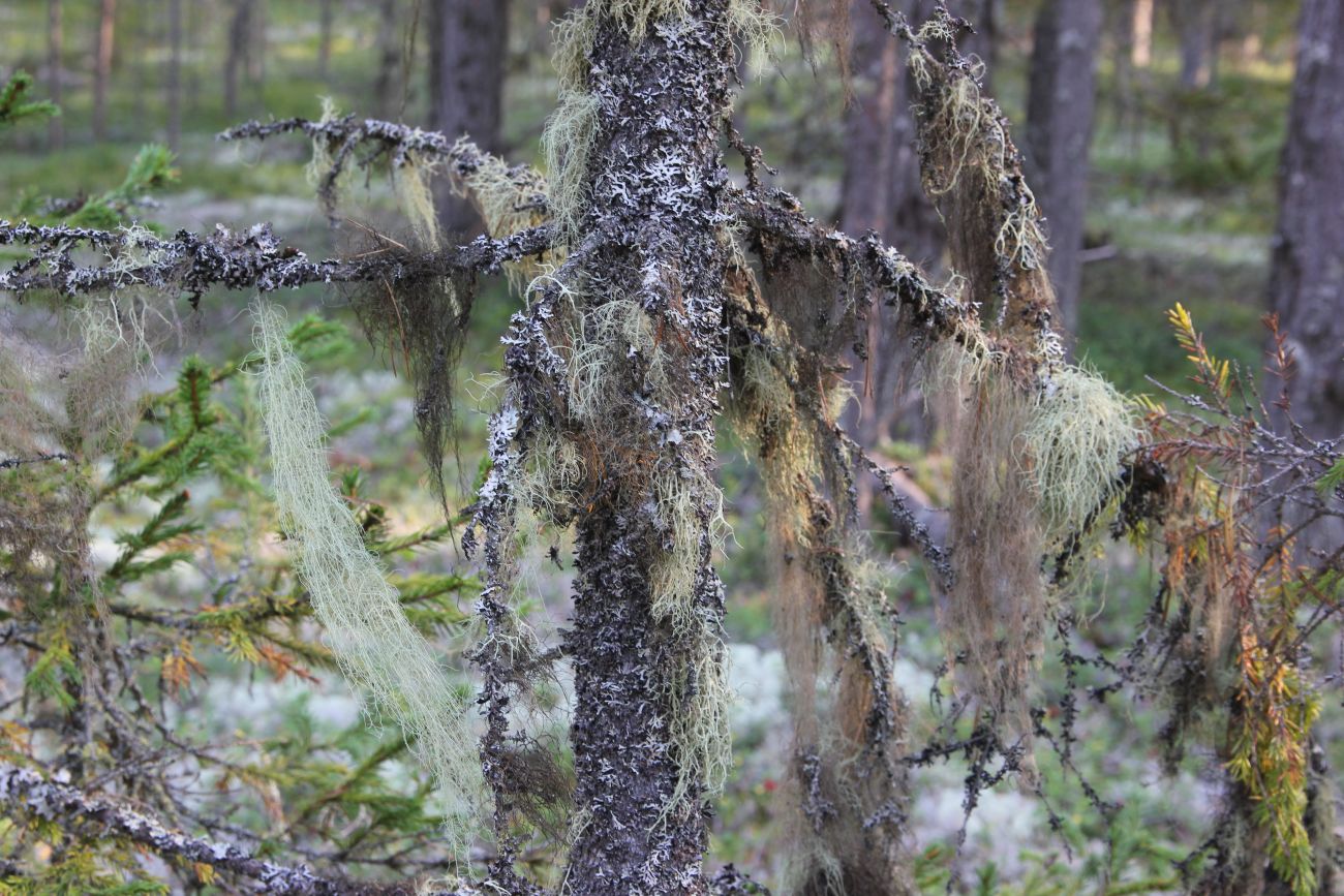 Окрестности устья реки Вига, image of landscape/habitat.