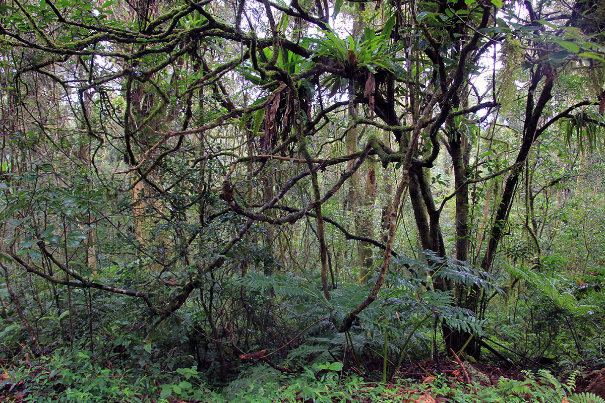 Янтарная гора, image of landscape/habitat.