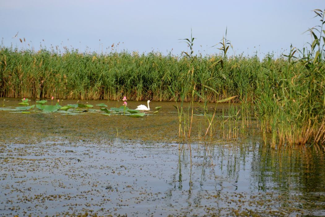 Дельта (нижняя зона), image of landscape/habitat.