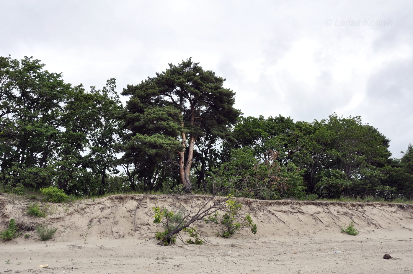 Западное побережье озера Ханка, image of landscape/habitat.