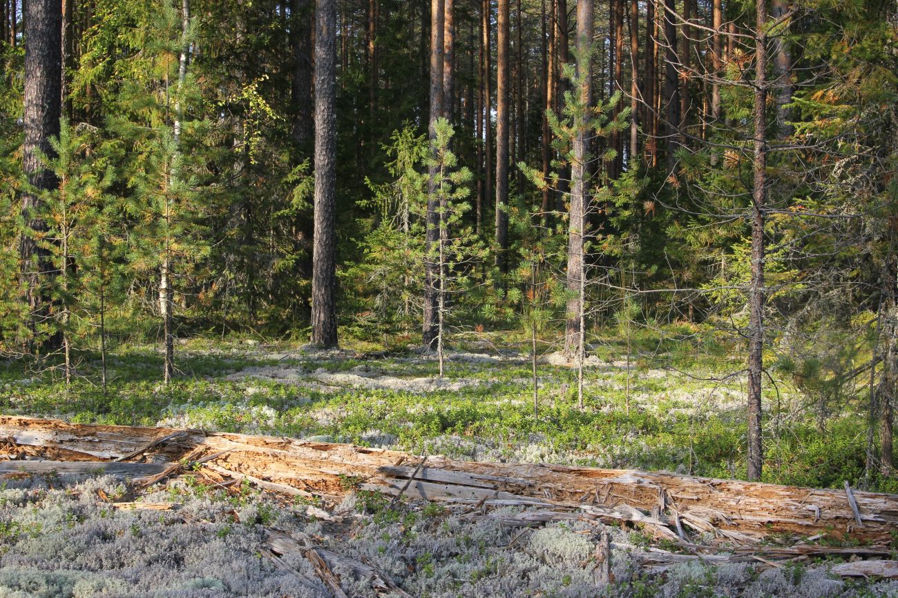 Окрестности устья реки Вига, image of landscape/habitat.