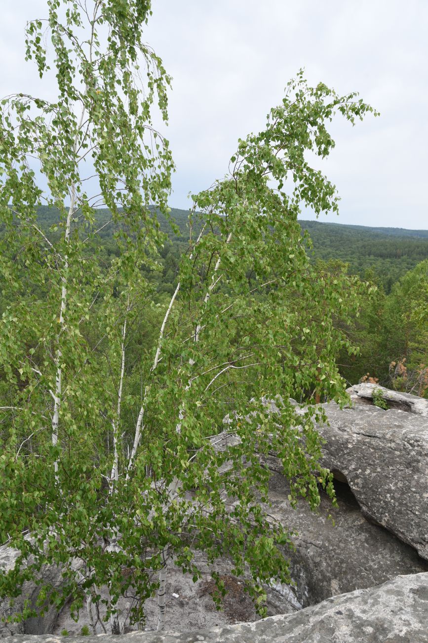 Малый Шихан и окрестности, image of landscape/habitat.